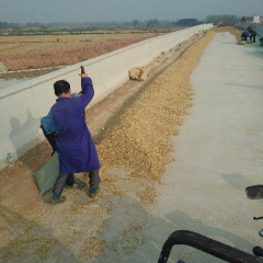 今年中洲农场水稻面积大 黄花粘