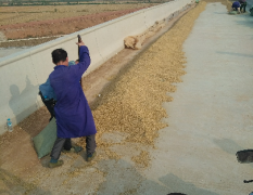 今年中洲农场水稻面积大 黄花粘