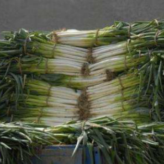 铁杆大葱长白25～40Cm单株重四两