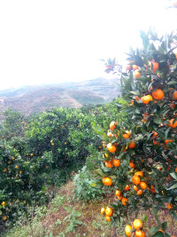 重庆柑橘价格适宜,重庆马振舰诚信合作