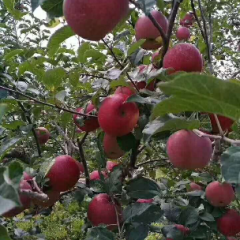 潍坊万亩瓜果基地，红富士苹果口感一流