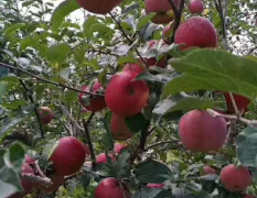 潍坊万亩瓜果基地，红富士苹果口感一流