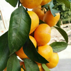 果农自产自销叶橘，诚信代办