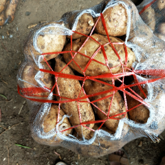 湖北宜城正值红薯大量上市中