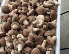公司大量出售香菇，一年4季供应