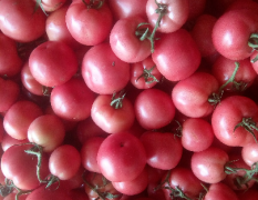 费县西红柿大量供应15615499625