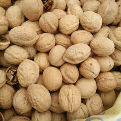 唐山本地薄皮核桃，壳薄肉满内质优良
