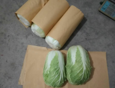 大量黄心菜上市 品质好