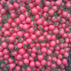 大量小西红柿。大西红柿