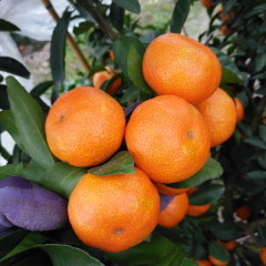 广西新圩镇砂糖橘一级果六万斤