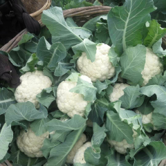 雪玉实花白面花菜，大量上市