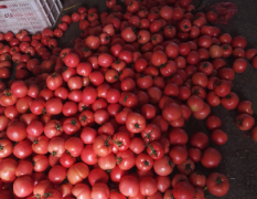 万亩西红柿已大量上市，第二穗果