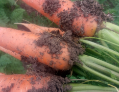 宛城三红胡萝卜种植，每年十一月份上市到二月