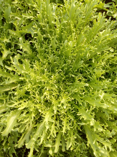 供应此处保温大棚苦菊刚刚大量上市