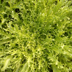 此处保温大棚苦菊刚刚大量上市