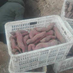 地窖开始出窖了有15万斤等待出售