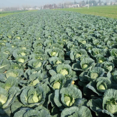 精品旺旺甘蓝大量上市，质量好
