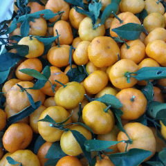 代办精品年货江西南丰蜜橘-下乡看货 找车 抛光 打蜡 ！