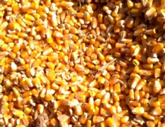 先玉335玉米 东北特产玉米我省是产粮大省