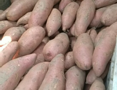 新发地专业供应地瓜坊，超市品种有龙薯九