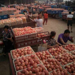 大量硬粉西红柿上市中