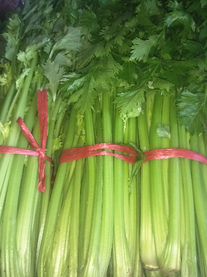 供应昌黎县芹菜大量上市品种以西芹为主