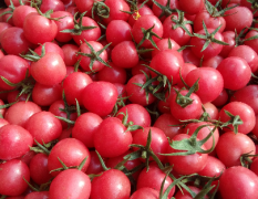 商河供应：樱桃西红柿、圣女果
