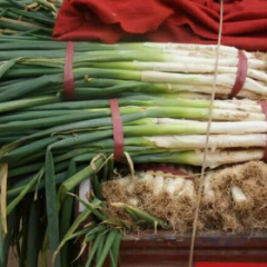 胶莱河两岸铁杆大葱，种植大葱历史悠久