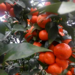 今年有大量的沙糖桔上市