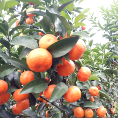 沙糖桔20万斤马上可以采的货，果子漂亮