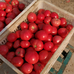 滑县温室番茄，刚刚上市，果型好