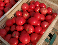 滑县温室番茄，刚刚上市，果型好