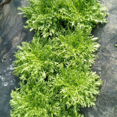 青岛莱西市苦菊 欢迎各地客商前来采购