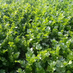 西芹上市品种是法国皇后品种好色泽鲜艳