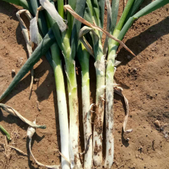 日本铁杆大葱，社会长白大葱