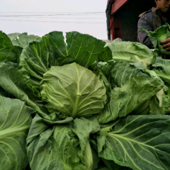 2015乐亭甘蓝收购工作全面开展