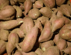 苏薯8号 有六万斤红八，两万斤济薯26