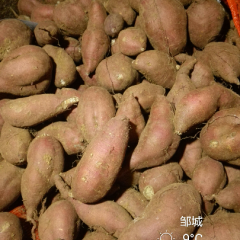 苏薯8号 有六万斤红八，两万斤济薯26