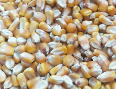 先玉335玉米精品玉米用于养猪场养鸡场