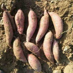 供应济薯26红皮黄芯，又面又甜