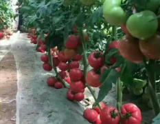 商河硬粉西红柿，产地直供供应量大