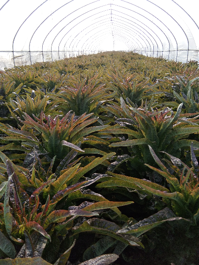 供应紫叶香莴笋春季4月秋季10月大量上市