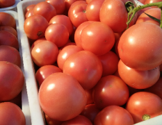 山东省临沂市硬粉西红柿大量上市，果形好