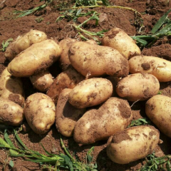 红土地荷兰十五