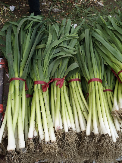2月到12月上市            	 四季蒜苗山东省潍坊市安丘市na联系人:王