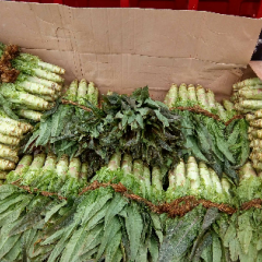 江苏东台紫皮尖叶红莴苣价格适宜