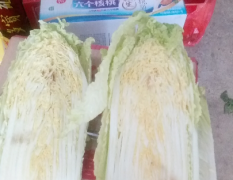 韩国黄心白菜3O万斤品质优良价格便宜
