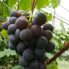 青岛市莱西市大棚葡萄五一上市