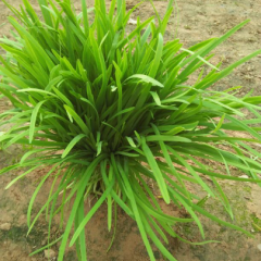 平韭6号韭菜 交通便利