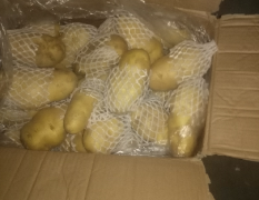冷库储存土豆出售，品种荷兰十五